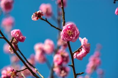 護国神社の梅　2019