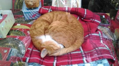 新春香港 グルメ&ショッピングの旅③ Shopping編