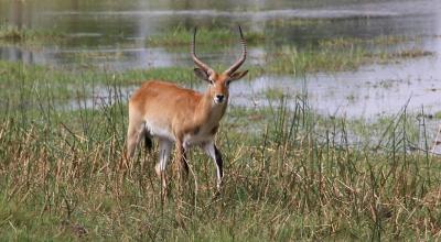 【2018年年末年始】ボツワナ・オカバンゴの休日8日間:5日目(サファリ編②)