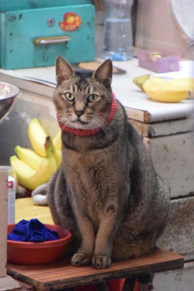 西環パトロール【2019年1月号】（４日目～最終日）