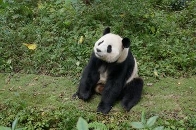 成都パンダ基地でパンダ三昧
