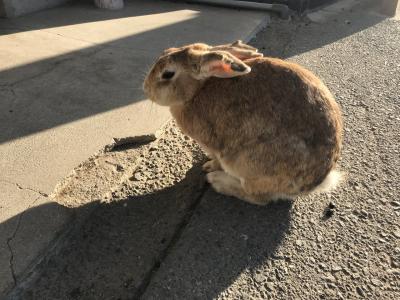 宮島、広島タウン、うさぎ島、尾道