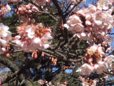 2019年2月1日の新宿御苑（温室メイン）