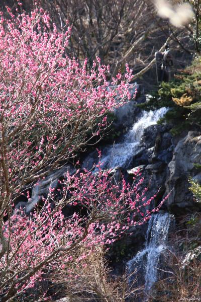早咲きの梅と桜のお花見に＠熱海