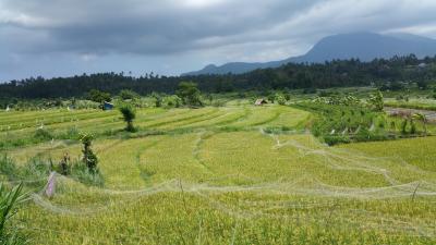 初LCCで飛ぶ 4年ぶりの1人旅 2018【本編】⑥ ~One's trip to Ubud~ ٩( ᐛ )و٩( ᐖ )و