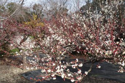 東端城址に早咲きの梅を見に行って来ました。