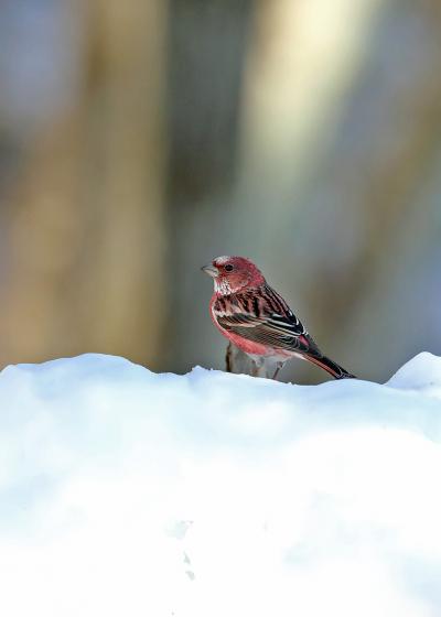 201９年２月野鳥撮影記録 　Ⅰ