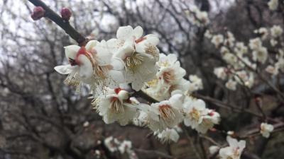 おばちゃん達のバス旅行(201902駒ヶ岳山頂で天体観測)