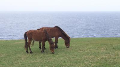 ２月の与那国で虫＆生き物＆海底遺跡観察