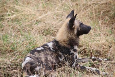【2018年年末年始】ボツワナ・オカバンゴの休日8日間:6日目(サファリ編③)