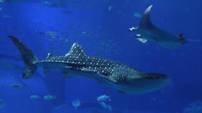 沖縄ドライブ (2日目：古宇利島、今帰仁城跡、美ら海水族館)　