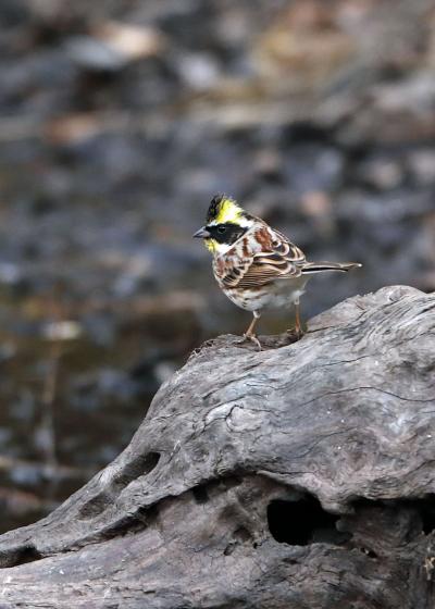 201９年２月野鳥撮影記録 　Ⅱ