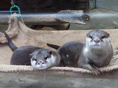 2017冬の18切符で動物園遠征４-周南市徳山動物園