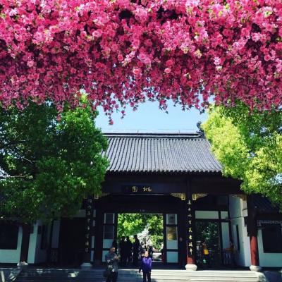 オバサンひとり旅　上海郊外で桃のお花見