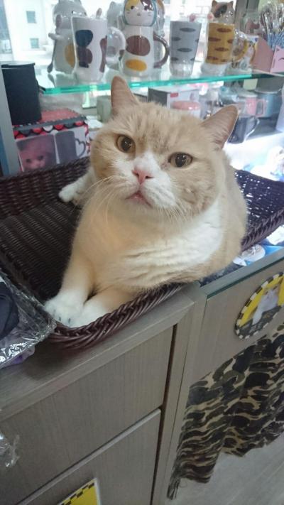 【香港】　くりーむあにき