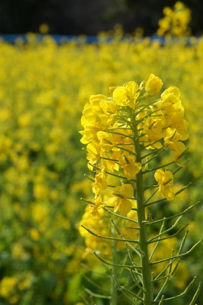 20190210-2 浜離宮庭園 冬の花便りは、菜の花、咲き始めの梅の花、椿とか