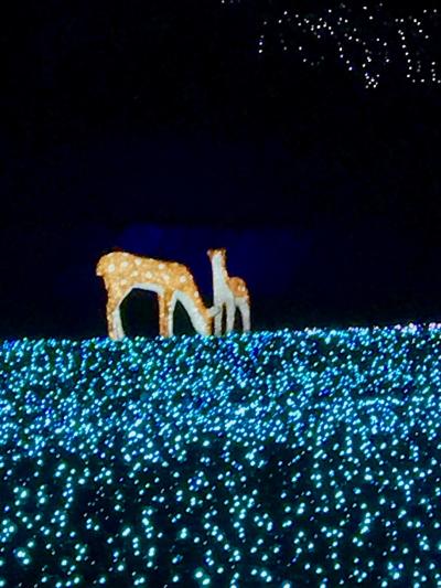 しあわせ回廊なら瑠璃絵