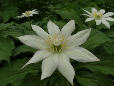 栂池自然園の高山植物