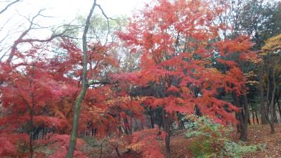 ソウル旅行2018年11月4泊5日④