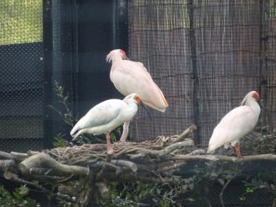 佐渡浪漫紀行を利用してマイカーの旅（一）