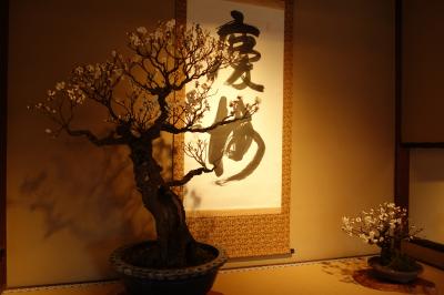 冬の長浜 ~長浜盆梅展・長浜城・今重屋敷・海洋堂ミュージアム~