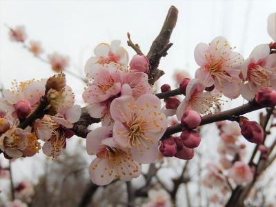 春の息吹を求めての散策①西鶴ケ岡地区～川越市下松原地区