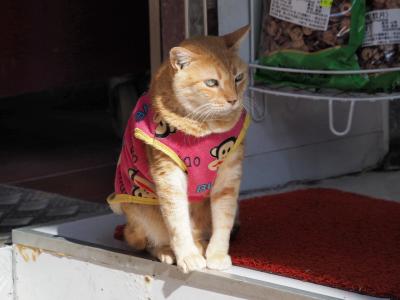 2019年1月下旬：初弾丸香港 下町ねこ歩き