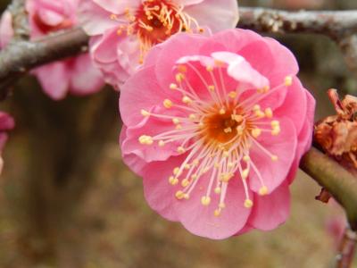 春の息吹を求めての散策②川越市下松原地区～三角地区～西鶴ケ岡地区