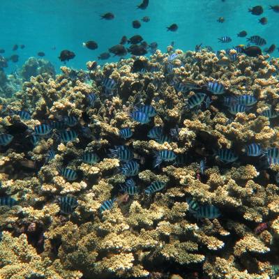 ノンダイバーだって珊瑚礁の海で遊びたいんだってば！シラデン島への旅①