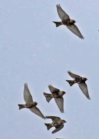 201９年２月野鳥撮影記録 　Ⅲ