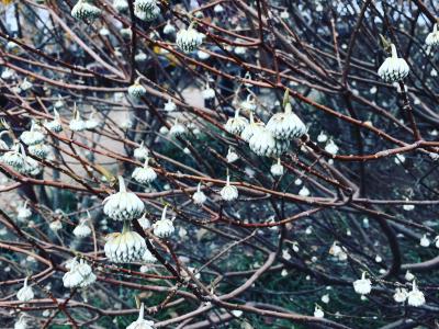 三十槌の氷柱(みそつちのつらら)と宝登山の蝋梅