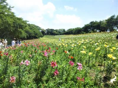 可睡ゆりの園とギネスの蓬莱橋