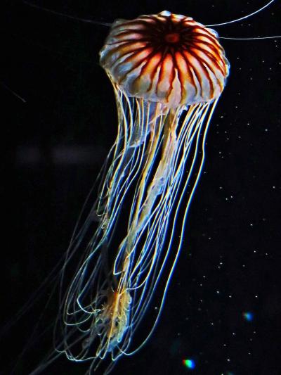 大阪14　海遊館ｇ アカクラゲ　海月銀河-幻想的空間に　☆北極圏の踏査結果も展示