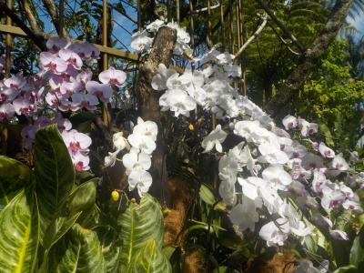 今年もシンガポールへ！　その３　シンガポール植物園のナショナル・オーキッド・ガーデンへ。