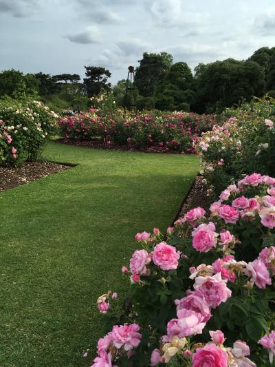 Kew Gardensの温室も見て去ろうとした時、やっとバラ園をみつける