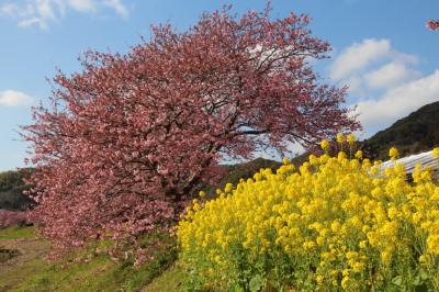 河津桜とみなみの桜