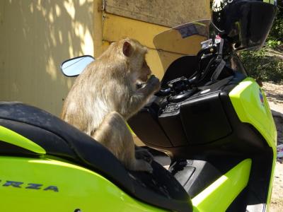 タイ・チャチュンサオでサルにバイクを占拠される