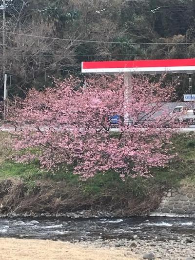 北川温泉と河津桜まつり