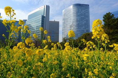 築地場外市場でウニ丼！からの浜離宮恩賜庭園で菜の花畑