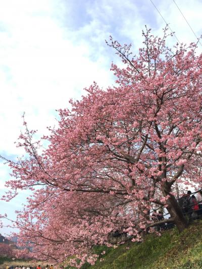 年始から少し頑張った自分へのご褒美に伊豆温泉&河津桜見物(^_^) #1