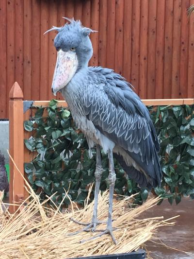 掛川花鳥園～さわやかハンバーグ♪