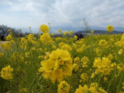 吾妻山公園の菜の花2019～海の青と菜の花の黄色の見事なコントラスト～