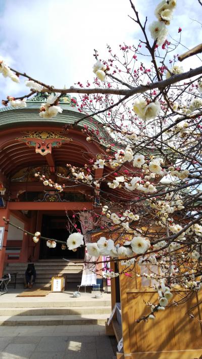 2月、週末京都旅行 センチュリーホテル＆ブライトンホテル宿泊