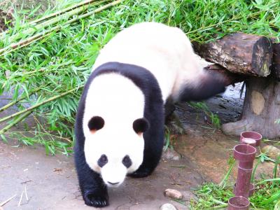 お尻スリスリ!!2018年10月大熊猫保護研究中心都江堰基地・都江堰 中国成都周辺 5泊6日1人旅(個人旅行)４