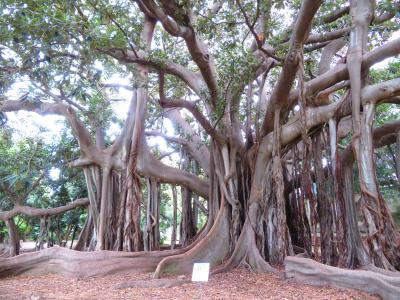 巨大客船入港!!2018年12月イタリア　シチリア島10泊12日　1人旅(個人旅行)　パレルモ市街７