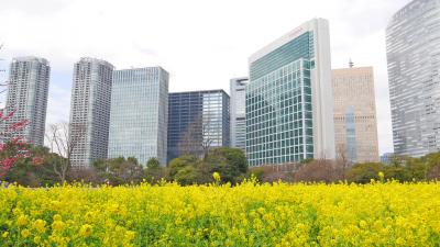 菜の花咲く、浜離宮恩賜庭園お散歩記