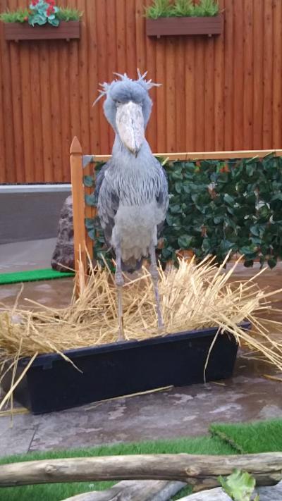 孫と一緒に掛川花鳥園・・ハシビロコウ『ふたば』ちゃんが大サービス