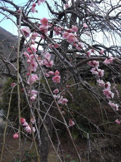 南郷山・幕山から湯河原梅林