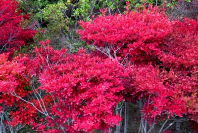 2018秋、群馬と長野の名城(9/20)：10月26日(9)：沼田城(2)：満天星躑躅の紅葉