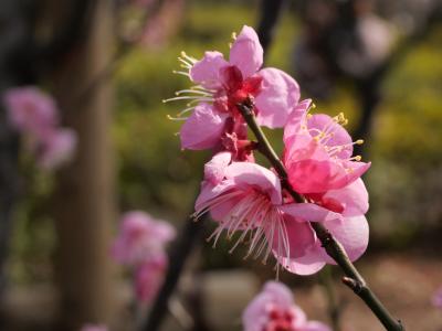 東京梅ヶ丘・羽根木公園“せたかや梅まつり2019”を訪れて